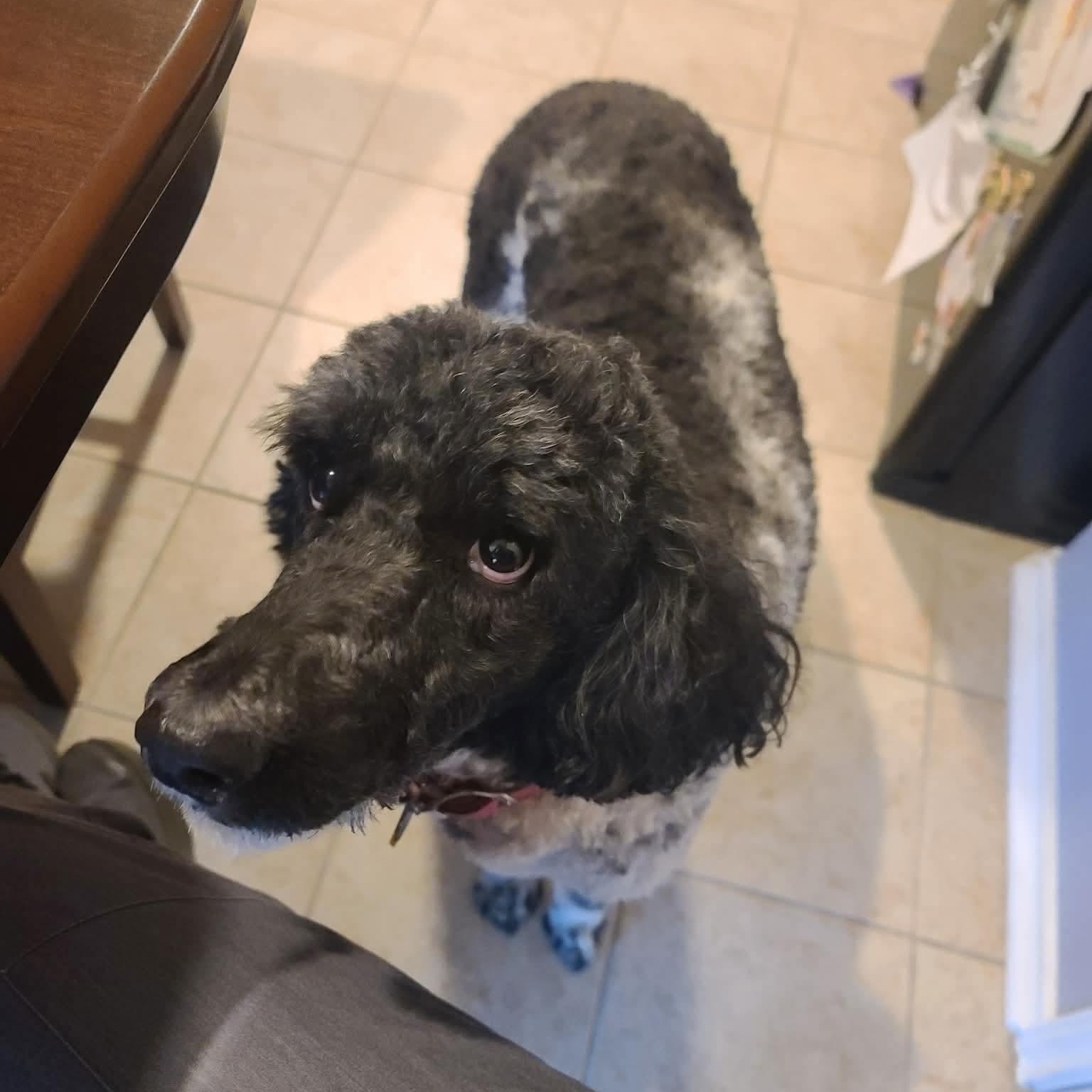Enlarge CiCi, an adopted Standard Poodle in Austin, TX image 3/6