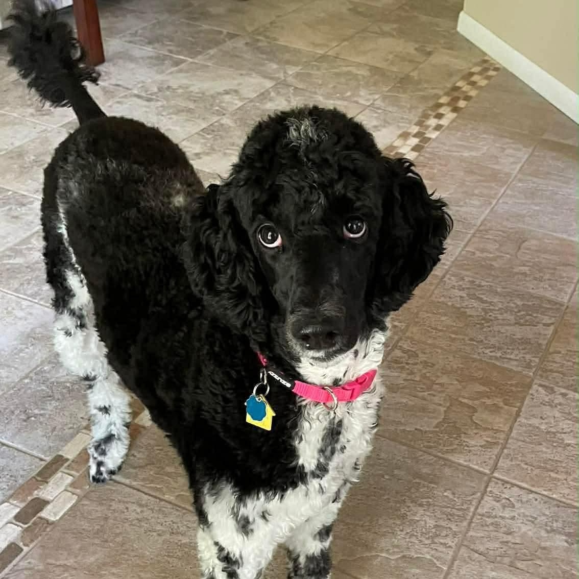 CiCi, adopted, Adult Female Standard Poodle.