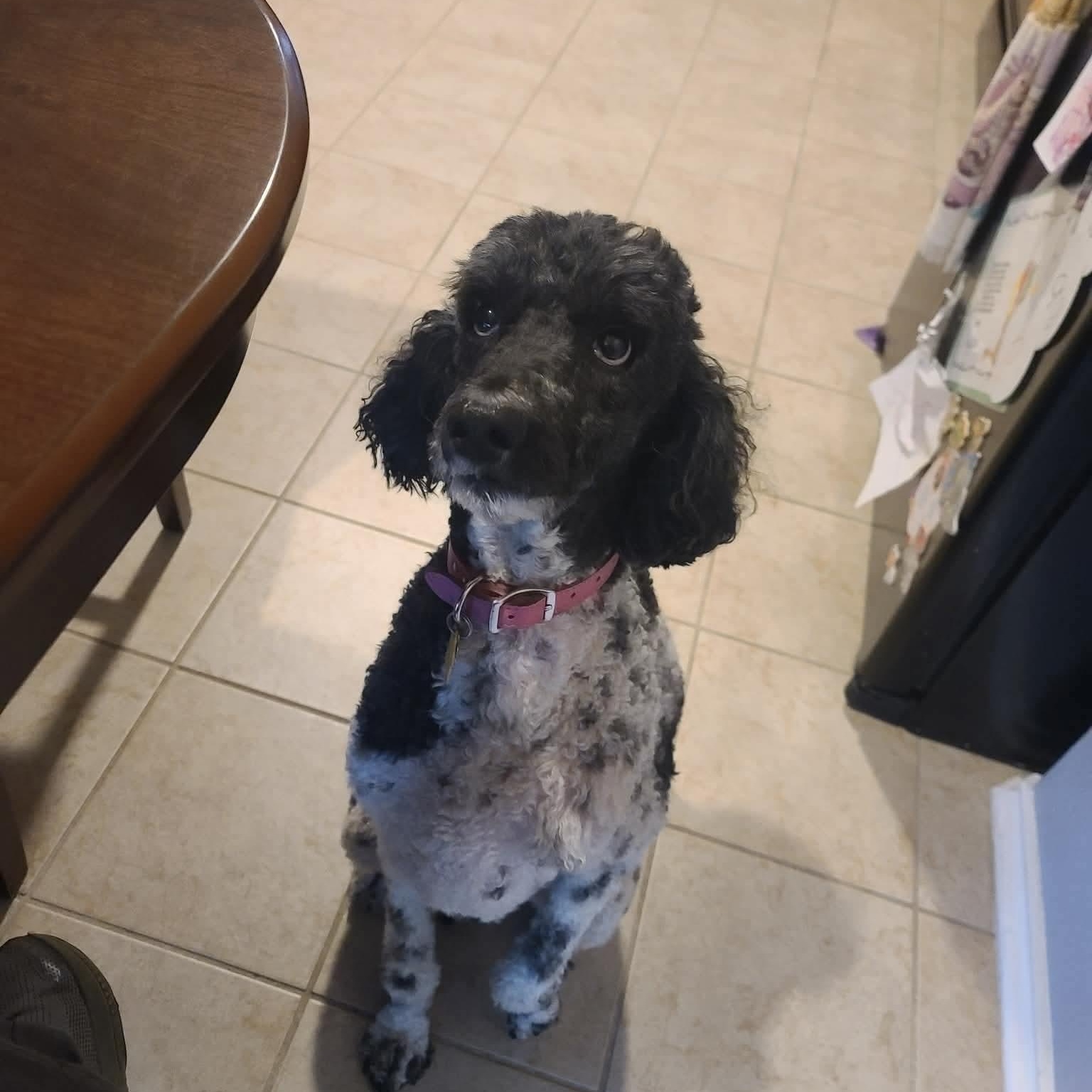 Enlarge CiCi, an adopted Standard Poodle in Austin, TX image 5/6