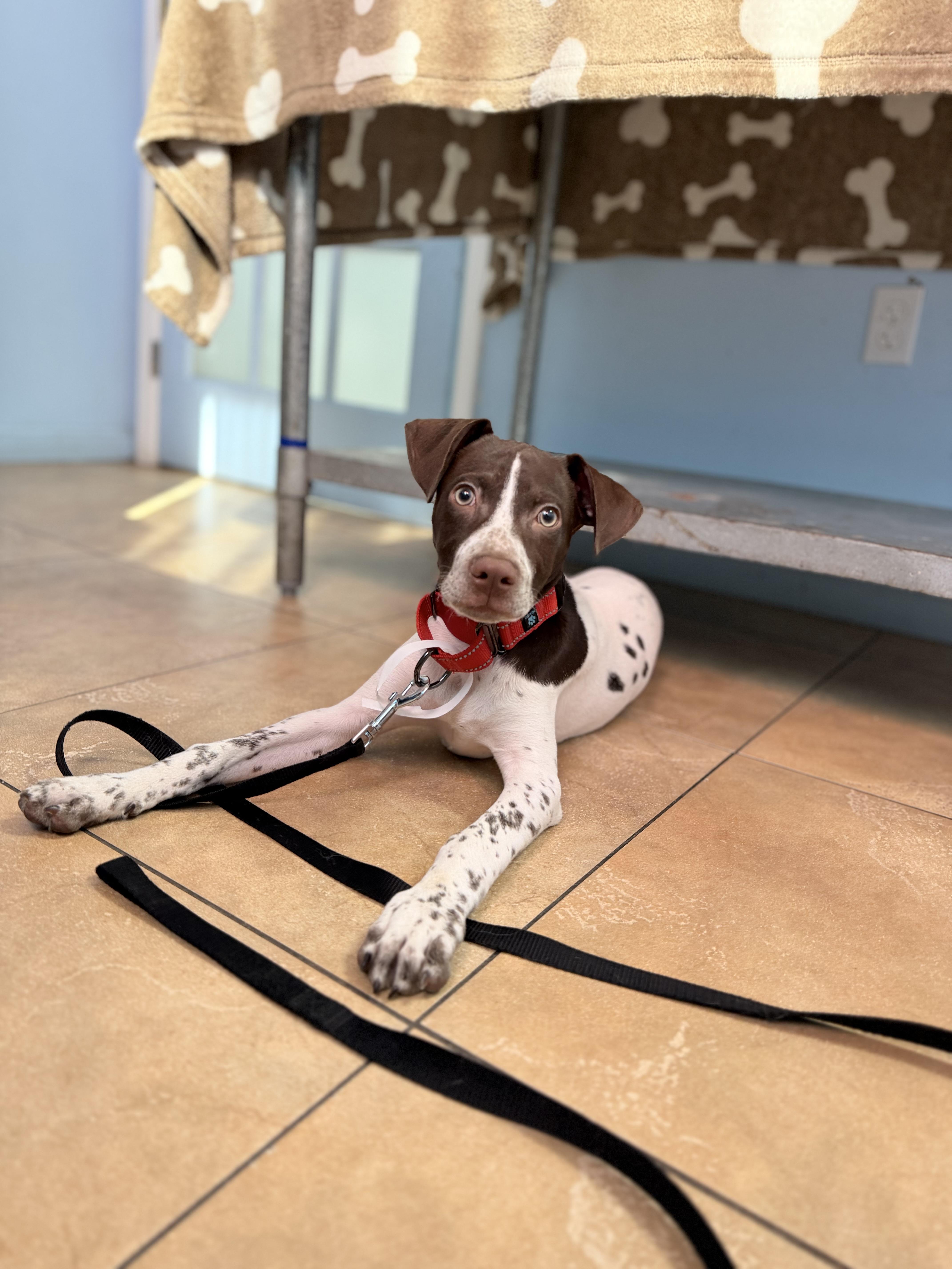 Enlarge Scout, a ADOPTABLE mixed breed in Palm springs, FL image 1/1