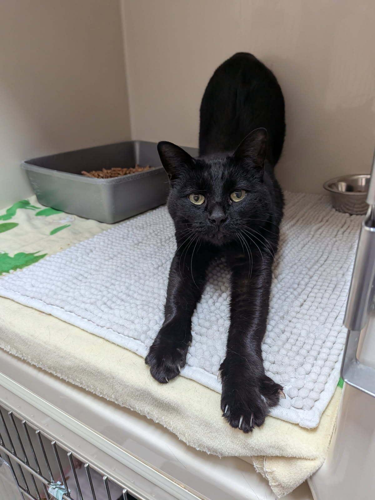 Spooks, ADOPTABLE, Adult Female Domestic Short Hair.