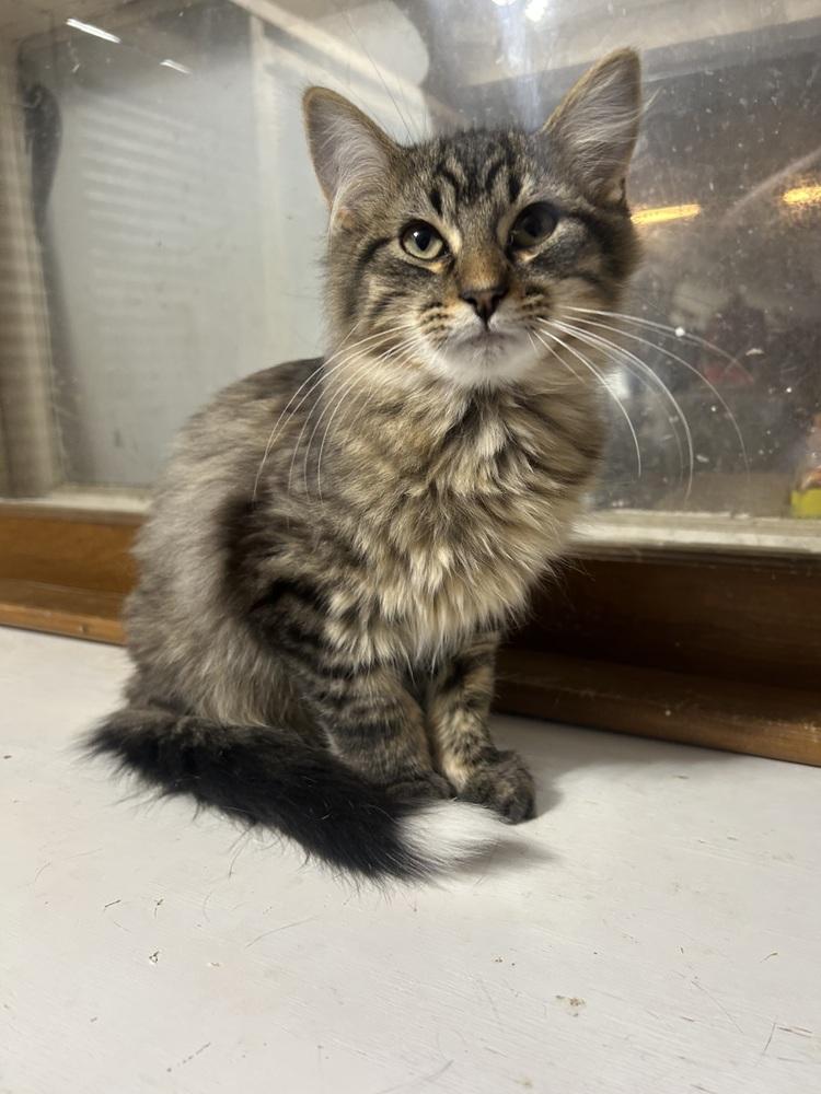 Enlarge **Cat Cafe** Ilya, a Adoptable Domestic Medium Hair in Topeka, KS image 1/1