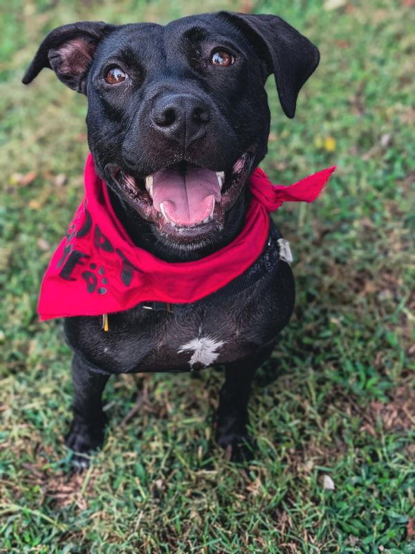 Bettie, a Adoptable Pit Bull Terrier in Richmond, VA image 1/3