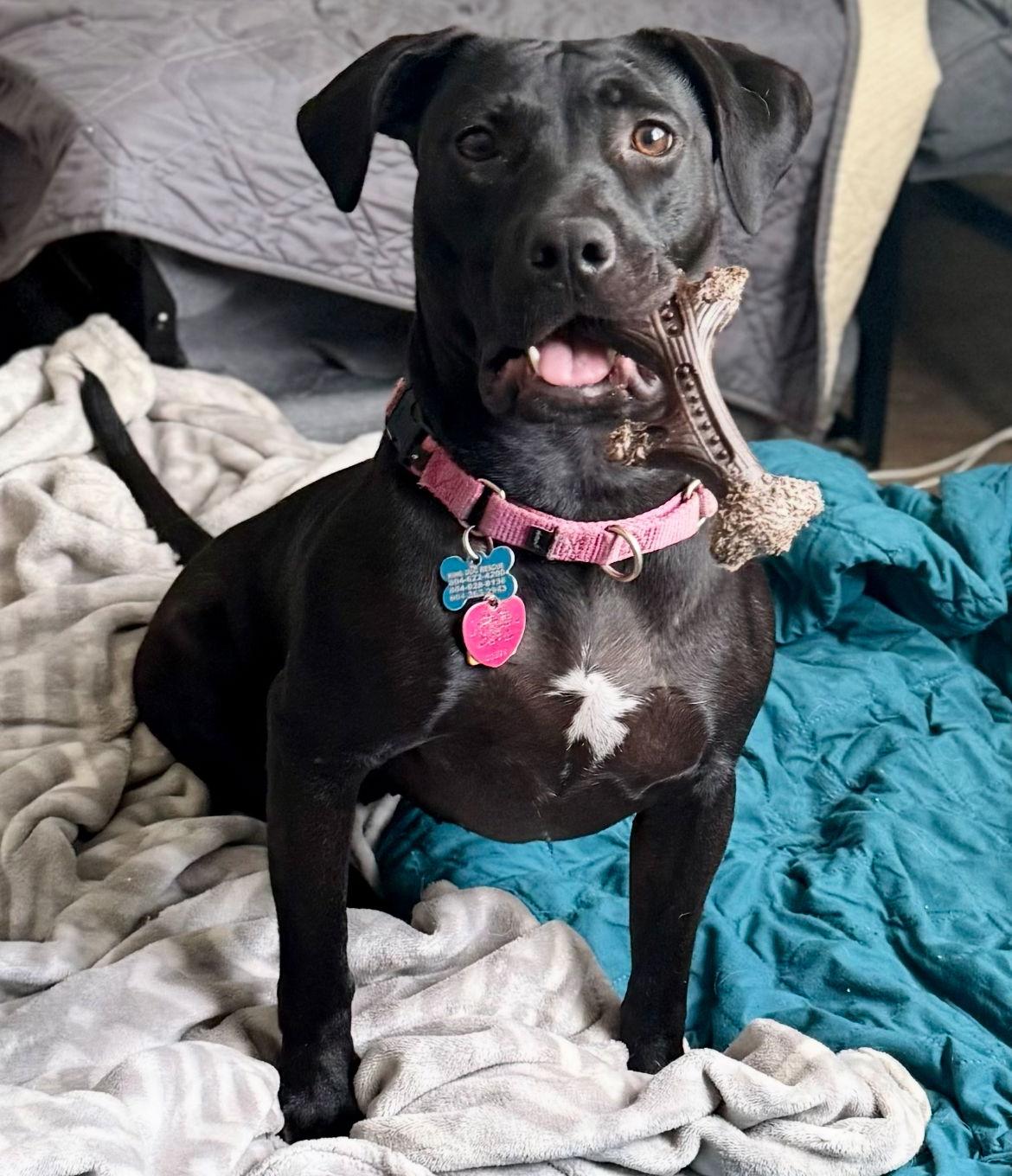 Bettie, a Adoptable Pit Bull Terrier in Richmond, VA image 2/3