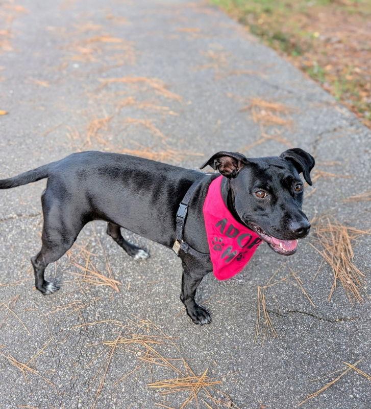 Bettie, a Adoptable Pit Bull Terrier in Richmond, VA image 3/3