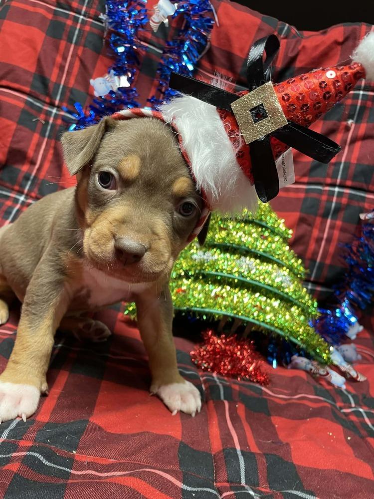 Doc Holiday thumbnail 5