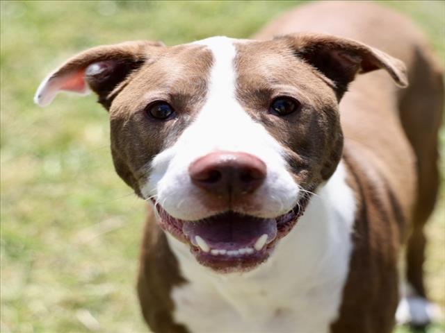 JUMANJI, Adoptable, Adult Male Pit Bull Terrier & Mixed Breed.