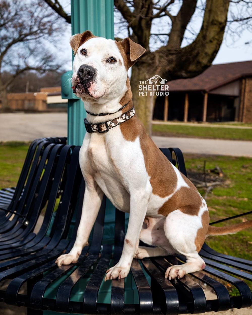 Luka AVAILABLE, Adult Male American Bully