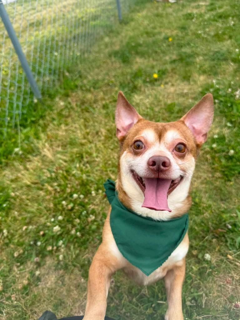 Tank, Adoptable, Adult Male Chihuahua & Dachshund.