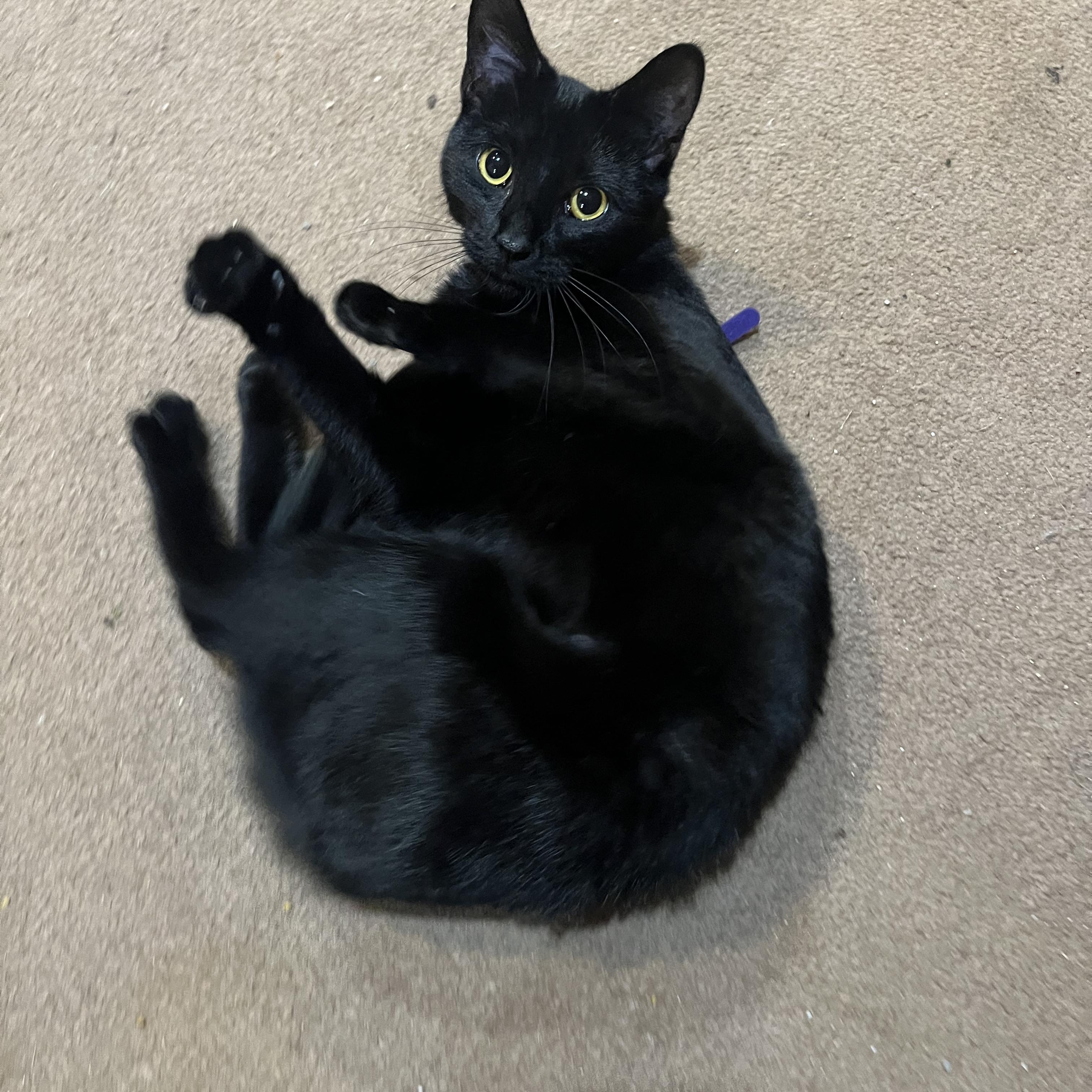 Enlarge Bela, a Adoptable Domestic Short Hair in Mineral Point, WI image 3/4