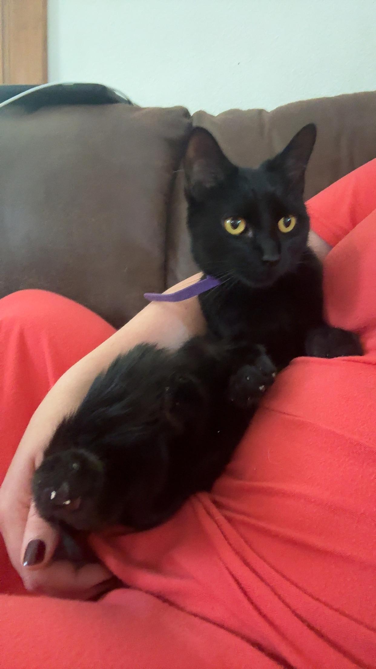 Enlarge Bela, a Adoptable Domestic Short Hair in Mineral Point, WI image 4/4