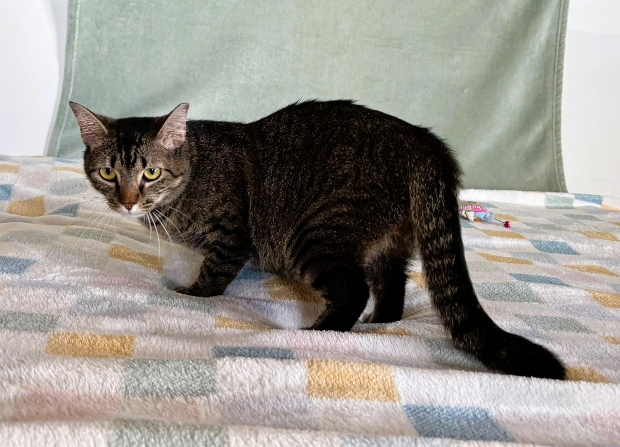 Channel, a Adoptable American Shorthair in Berlin, CT image 5/6