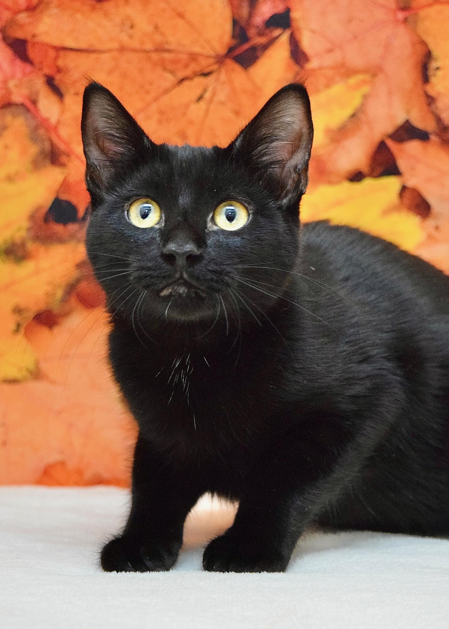 Enlarge Harpy, a Adoptable Domestic Short Hair in Dublin, CA image 1/1
