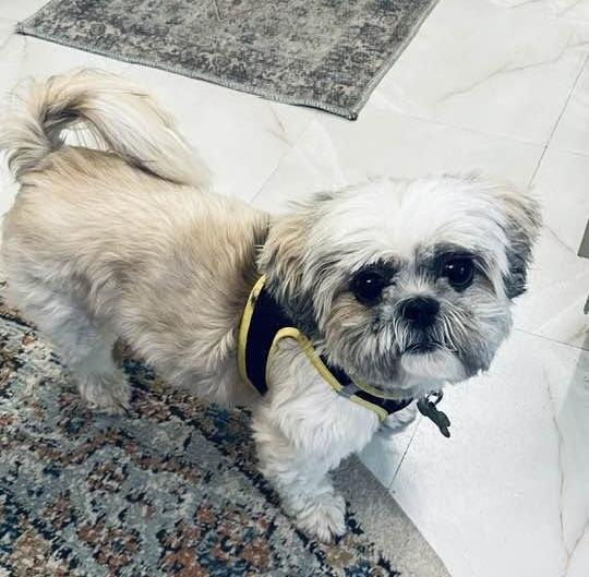 Enlarge Piper, an adopted mixed breed in Freeport, NY image 5/5