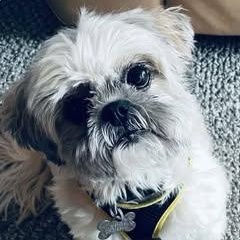 Piper, adopted, Young Female Shih Tzu.
