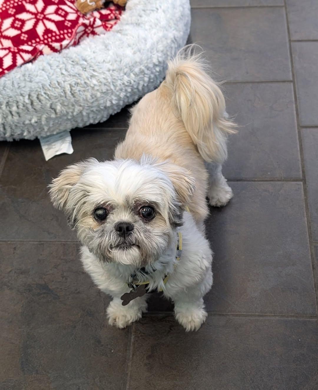 Enlarge Piper, an adopted mixed breed in Freeport, NY image 3/5