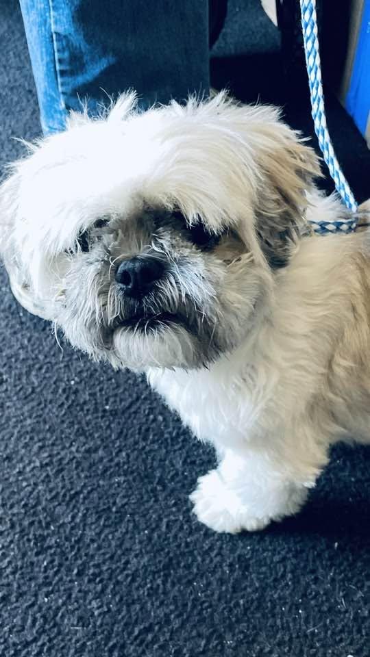 Enlarge Piper, an adopted mixed breed in Freeport, NY image 2/5
