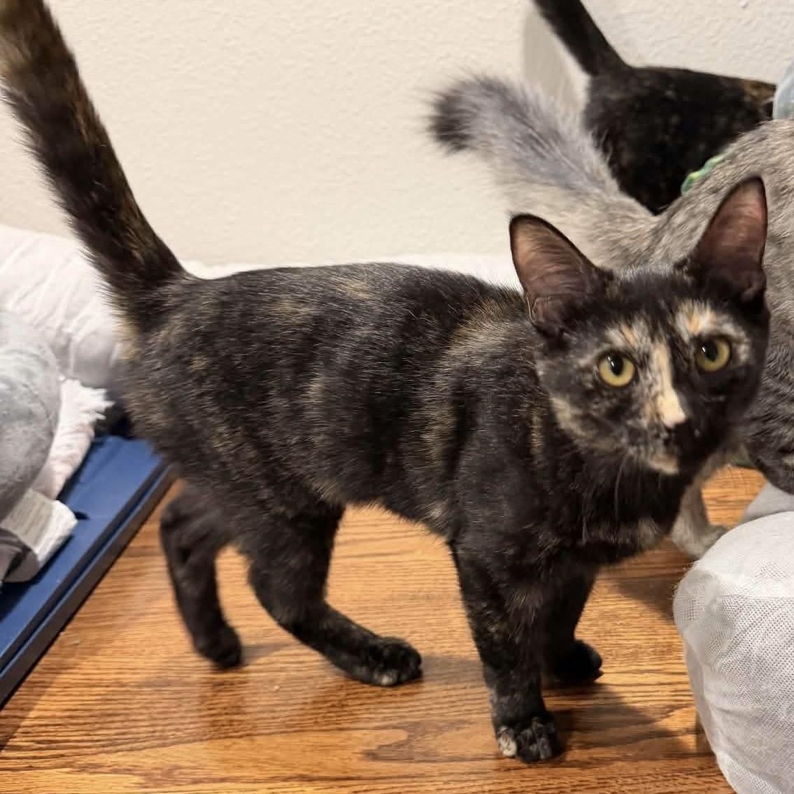 Enlarge Tostitos, a Adoptable Domestic Short Hair in Gladstone, OR image 2/2