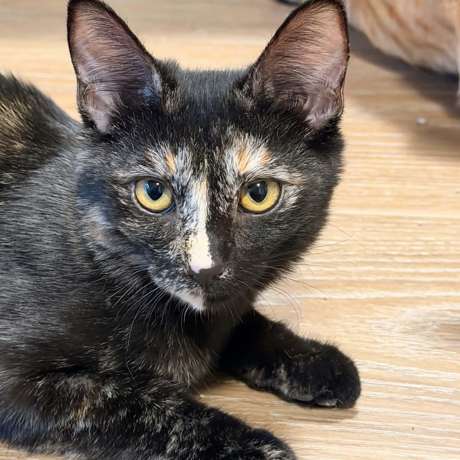 Enlarge Tostitos, a Adoptable Domestic Short Hair in Gladstone, OR image 1/2
