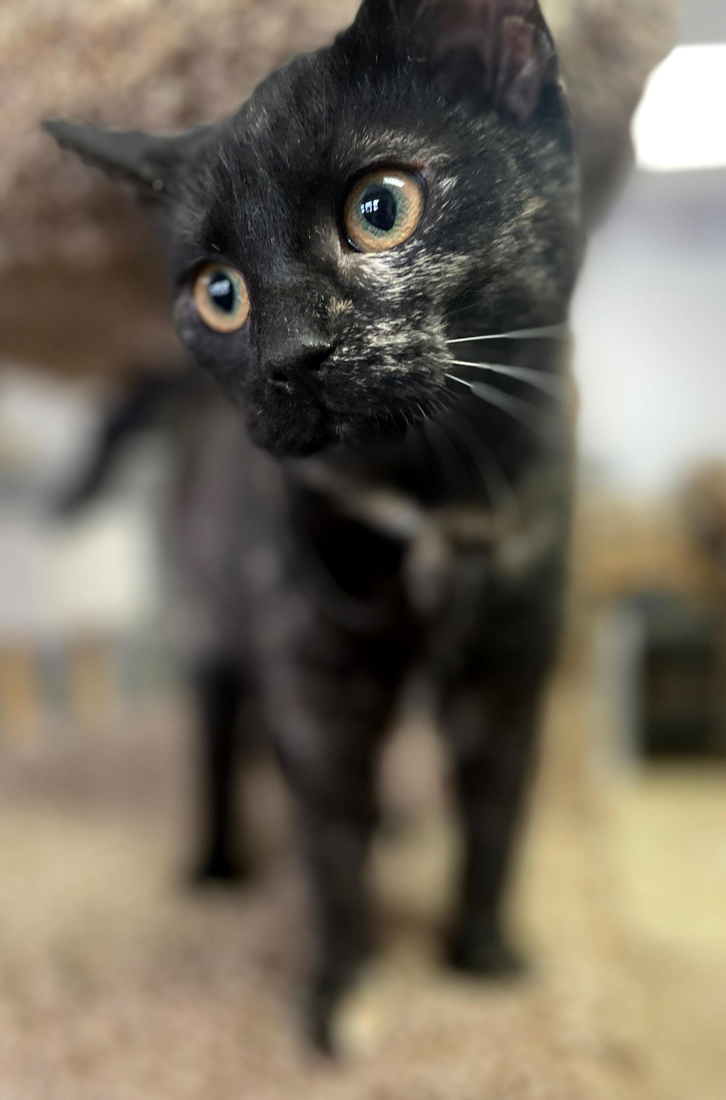 Enlarge Ellen, a Adoptable Domestic Short Hair in Neillsville, WI image 6/6