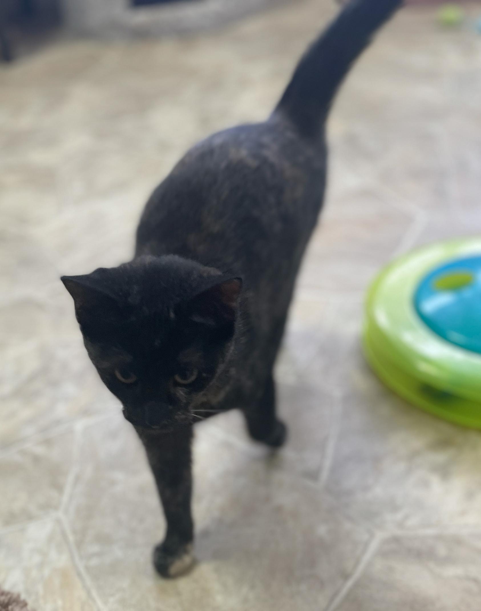 Enlarge Ellen, a Adoptable Domestic Short Hair in Neillsville, WI image 5/6