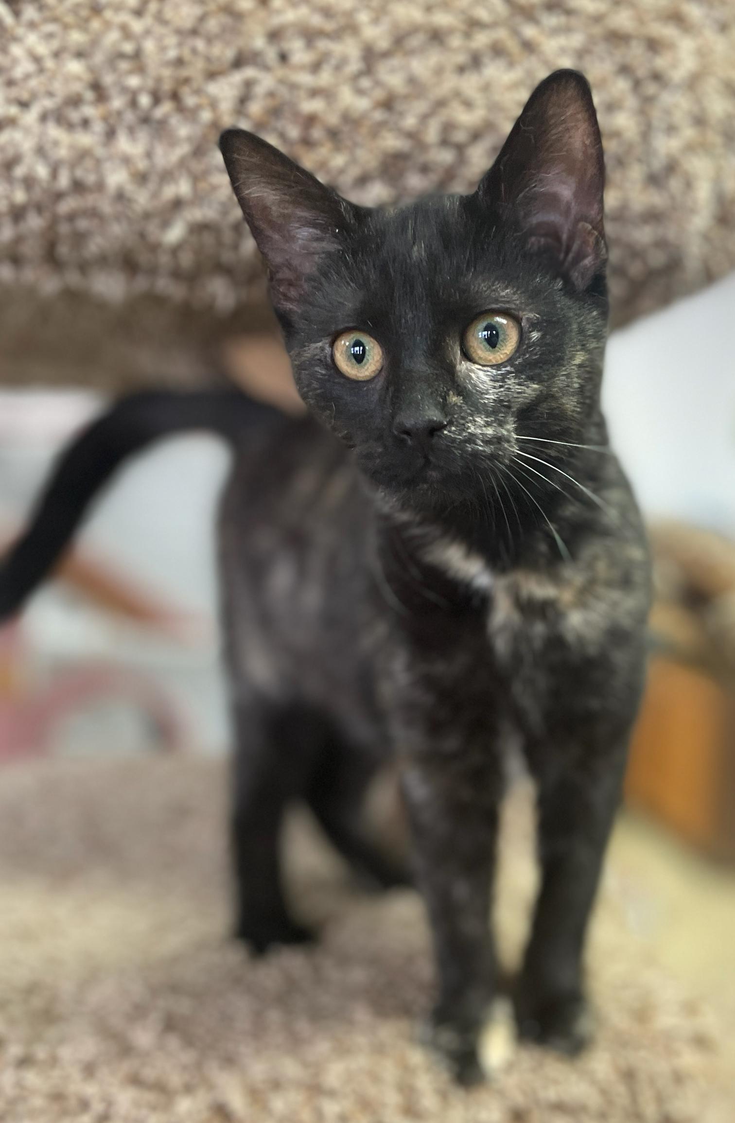 Ellen, Adoptable, Young Female Domestic Short Hair.