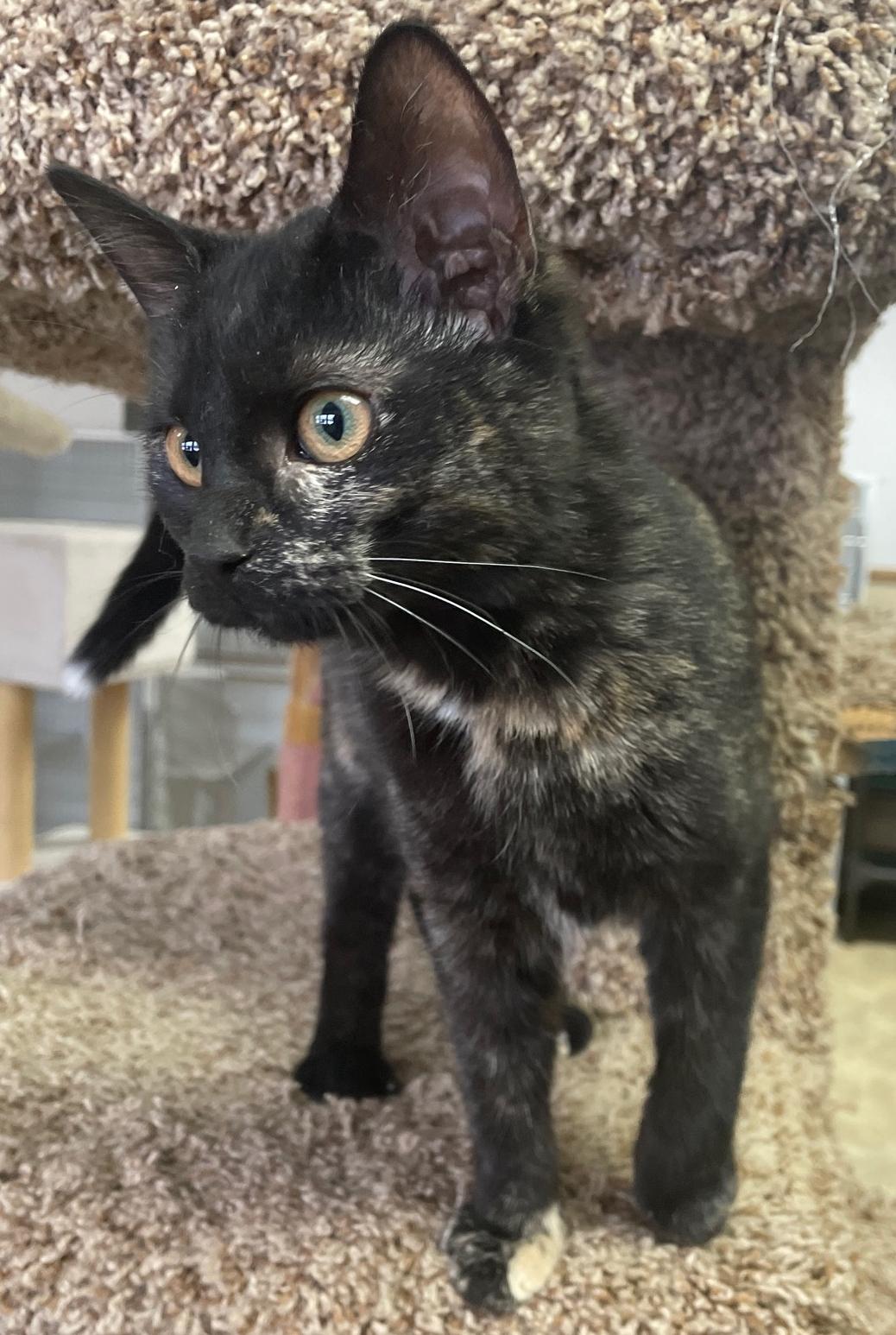 Enlarge Ellen, a Adoptable Domestic Short Hair in Neillsville, WI image 4/6