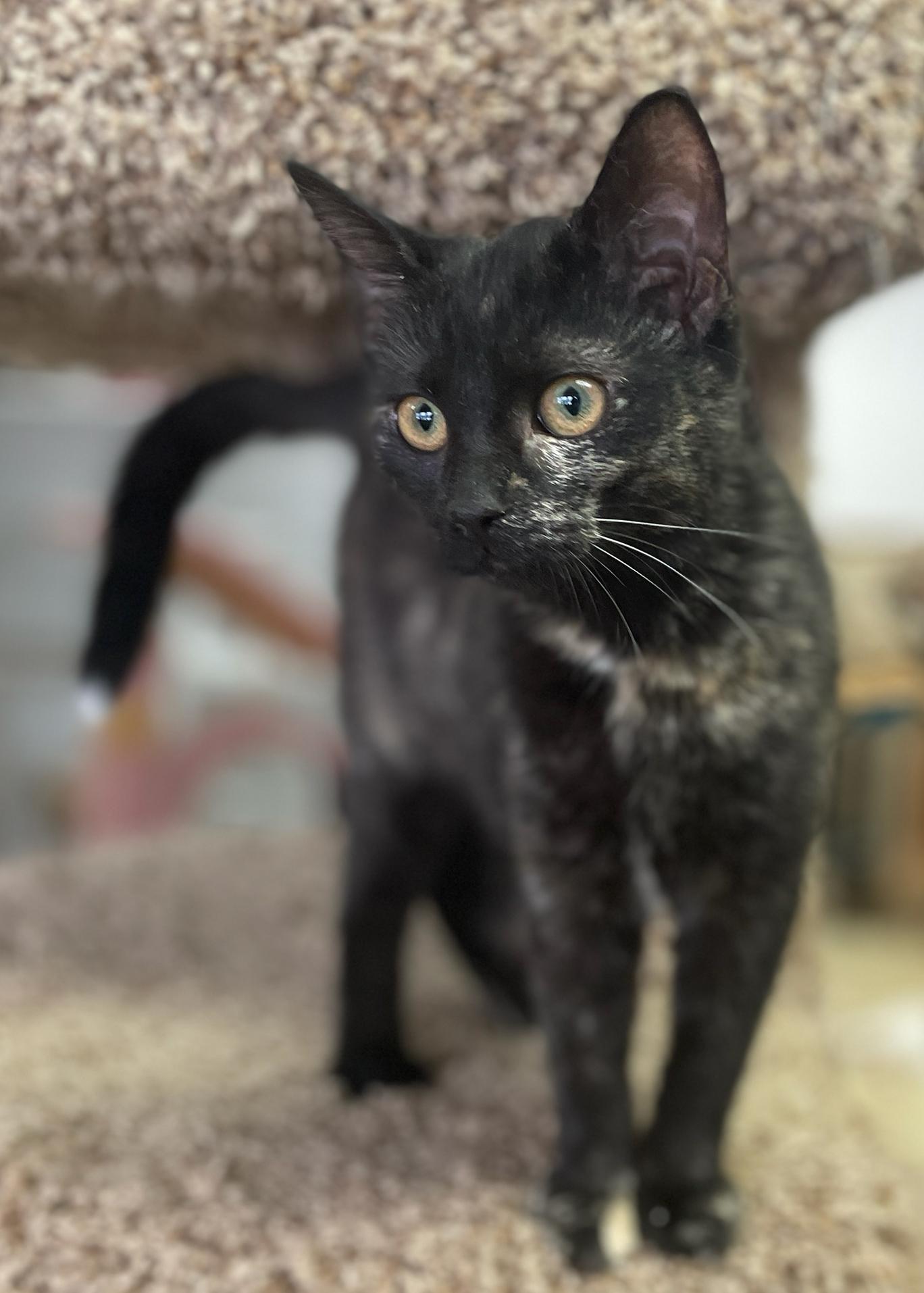Enlarge Ellen, a Adoptable Domestic Short Hair in Neillsville, WI image 2/6