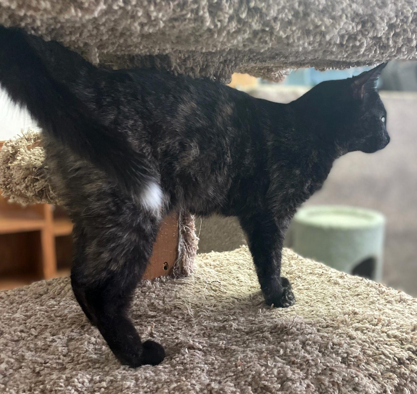 Enlarge Ellen, a Adoptable Domestic Short Hair in Neillsville, WI image 3/6