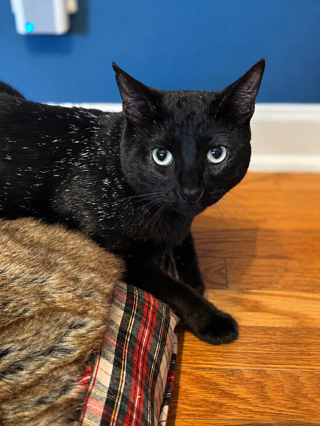 Enlarge Day Day, a Adoptable Domestic Short Hair in New York, NY image 2/5