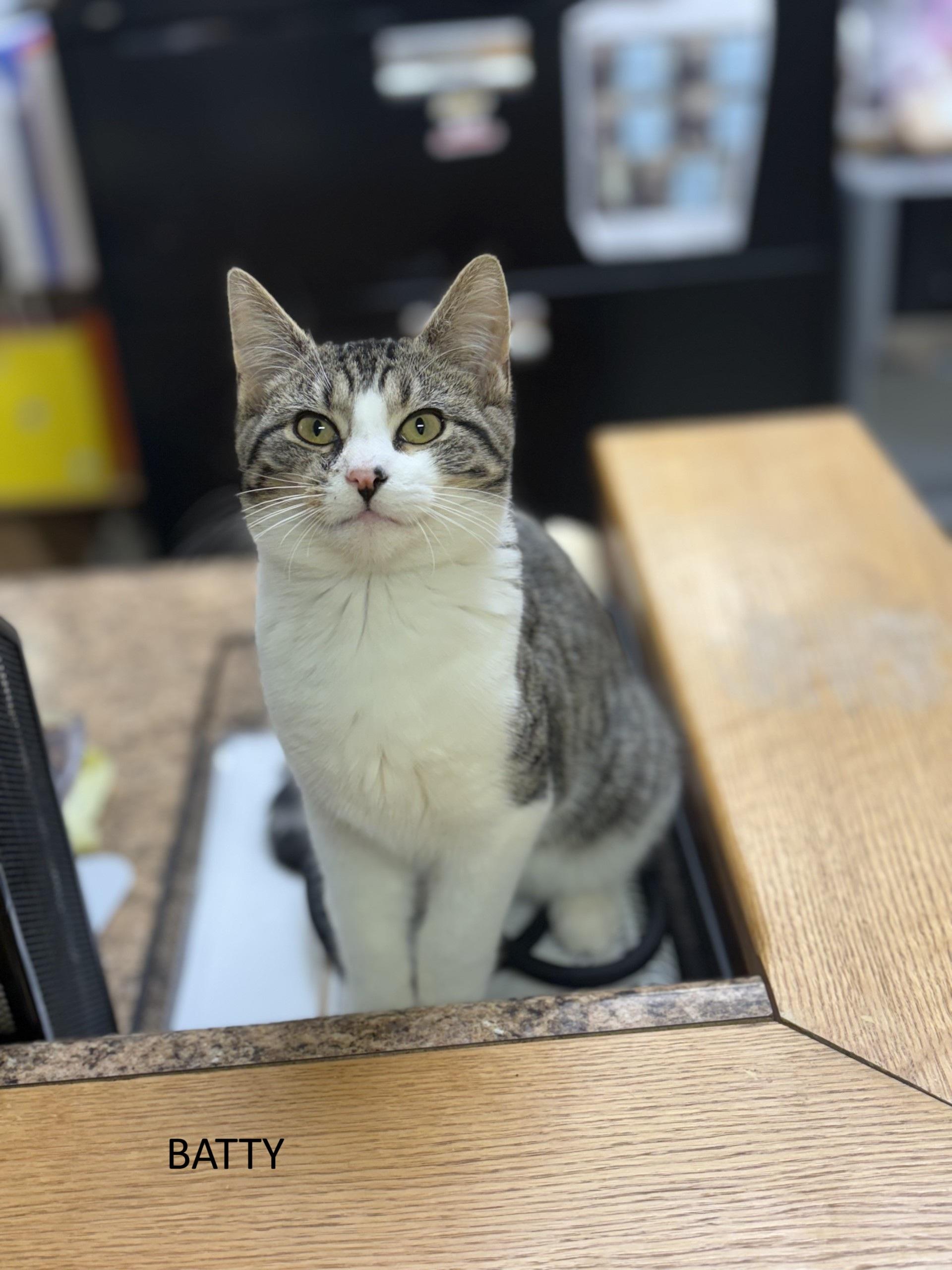 Enlarge Batty, a Adoptable Domestic Short Hair in Vernon, NJ image 1/1