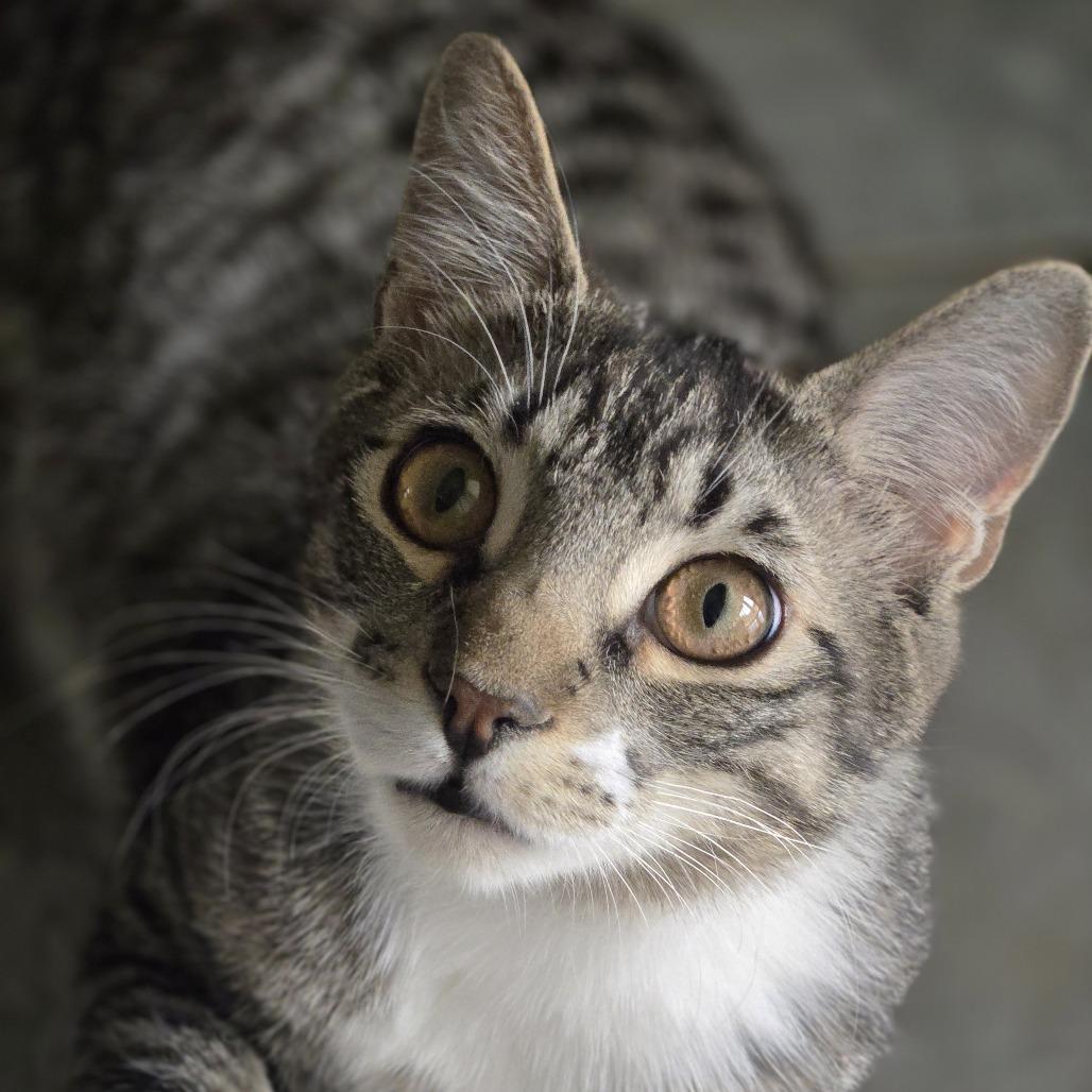 Enlarge Pastrami, a Adoptable Domestic Short Hair in Wickenburg, AZ image 1/2