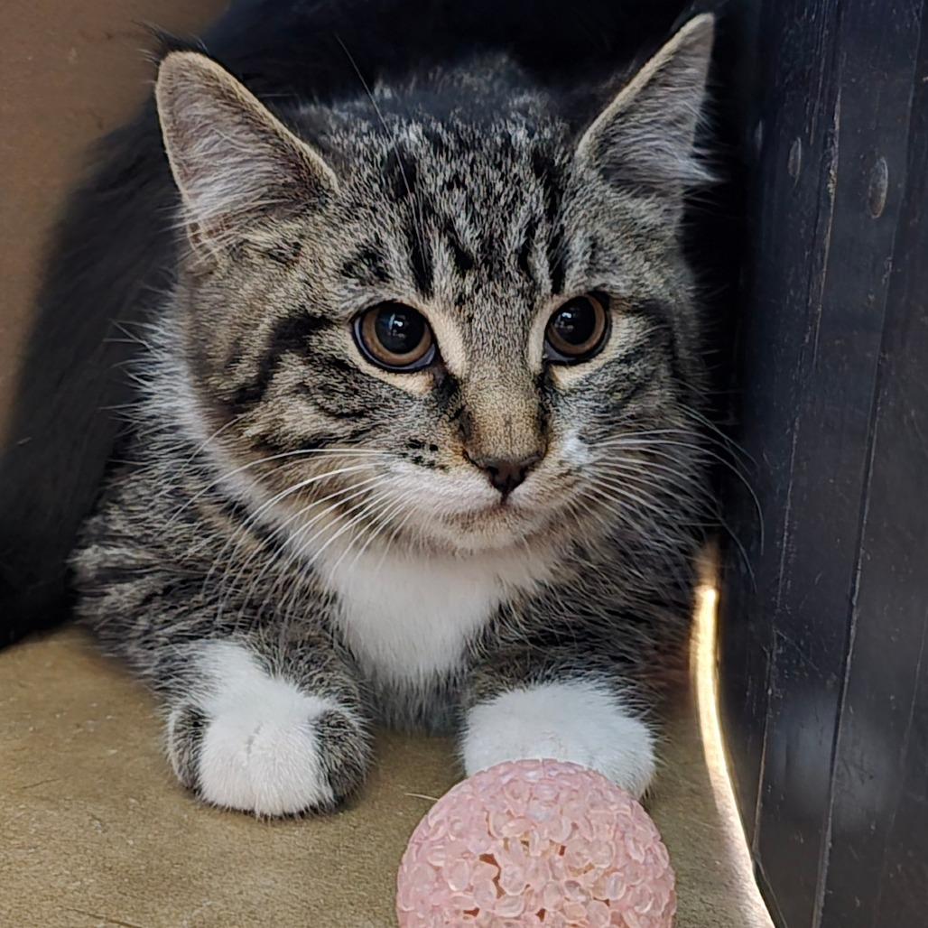 Enlarge Pastrami, a Adoptable Domestic Short Hair in Wickenburg, AZ image 2/2