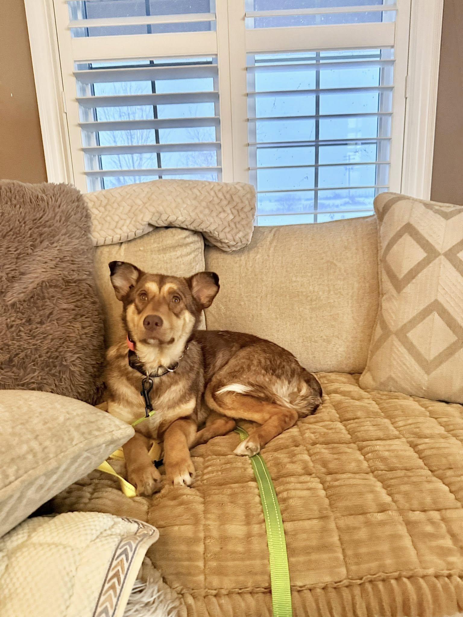 Petra, ADOPTABLE, Adult Female Husky.