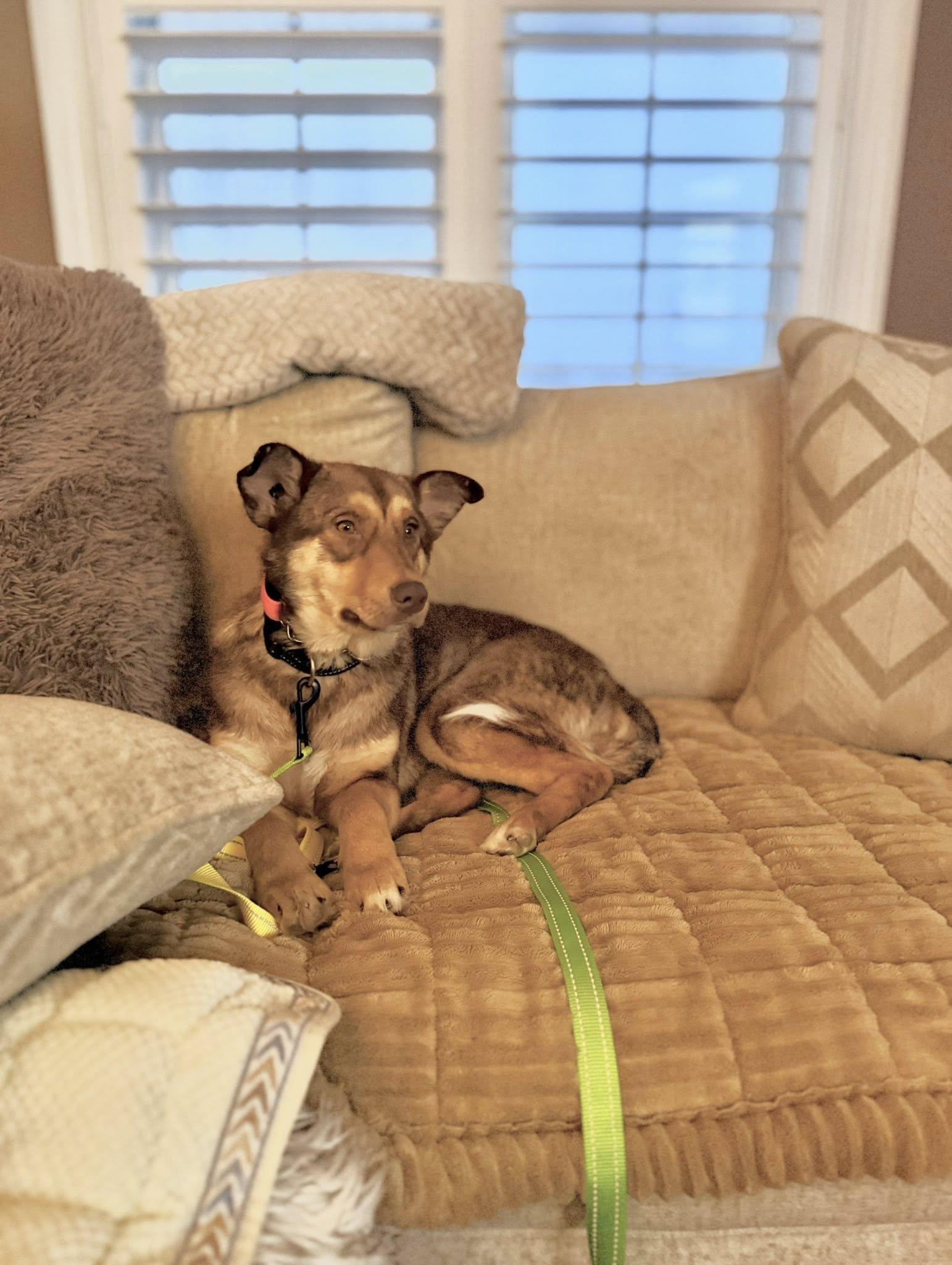 Enlarge Petra, a ADOPTABLE mixed breed in Dunnville, ON image 2/3