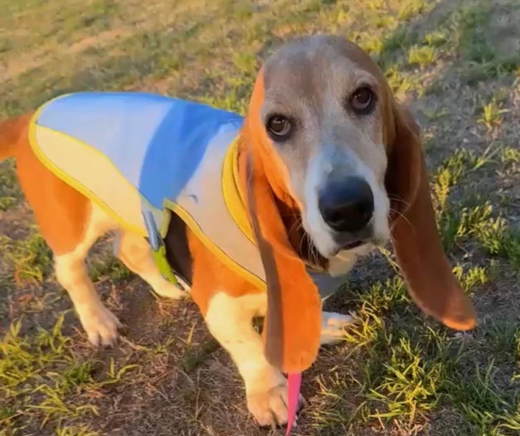 Enlarge Molly, a ADOPTABLE Basset Hound in Auburndale, FL image 3/3