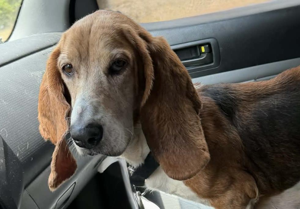 Molly, ADOPTABLE, Adult Female Basset Hound.