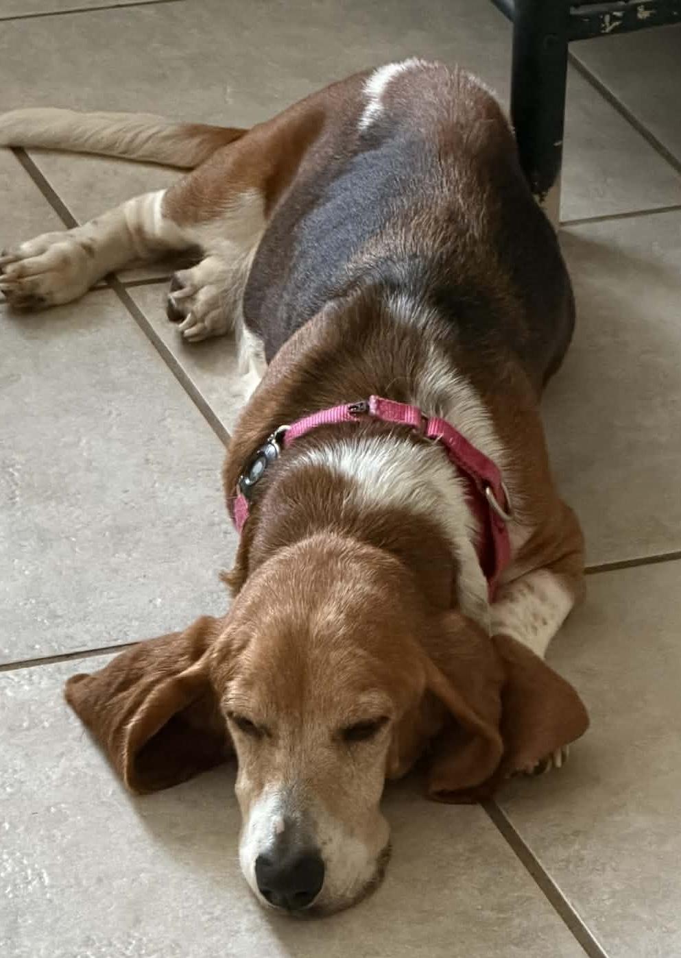Enlarge Molly, a ADOPTABLE Basset Hound in Auburndale, FL image 2/3