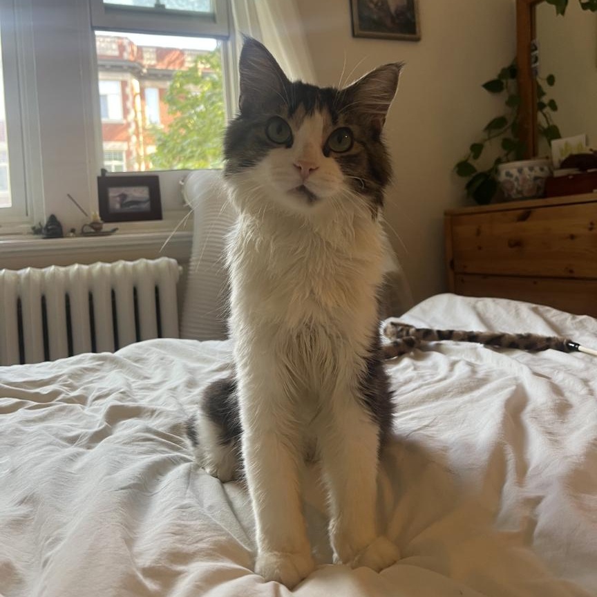 Seamus, Adoptable, Adult Male Domestic Long Hair.