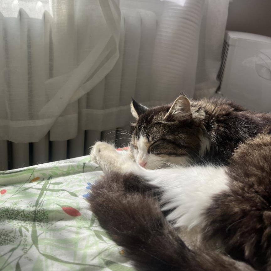 Enlarge Seamus, a Adoptable Domestic Long Hair in Montreal, QC image 3/3