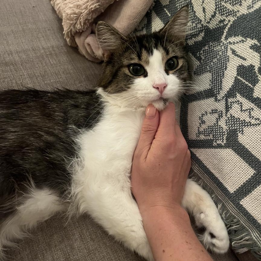 Enlarge Seamus, a Adoptable Domestic Long Hair in Montreal, QC image 2/3