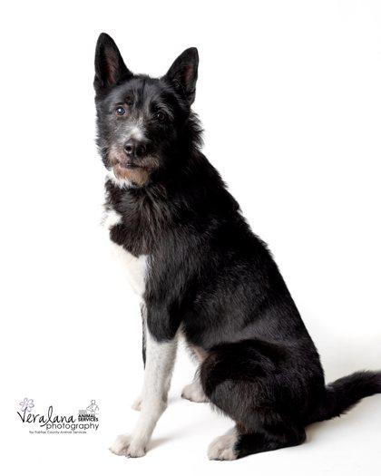 Trish, Adoptable, Adult Female Mixed Breed & Mixed Breed.