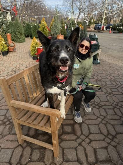 Enlarge Trish, a Adoptable mixed breed in Fairfax, VA image 2/3
