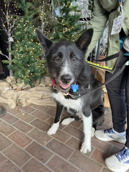 Enlarge Trish, a Adoptable mixed breed in Fairfax, VA image 3/3