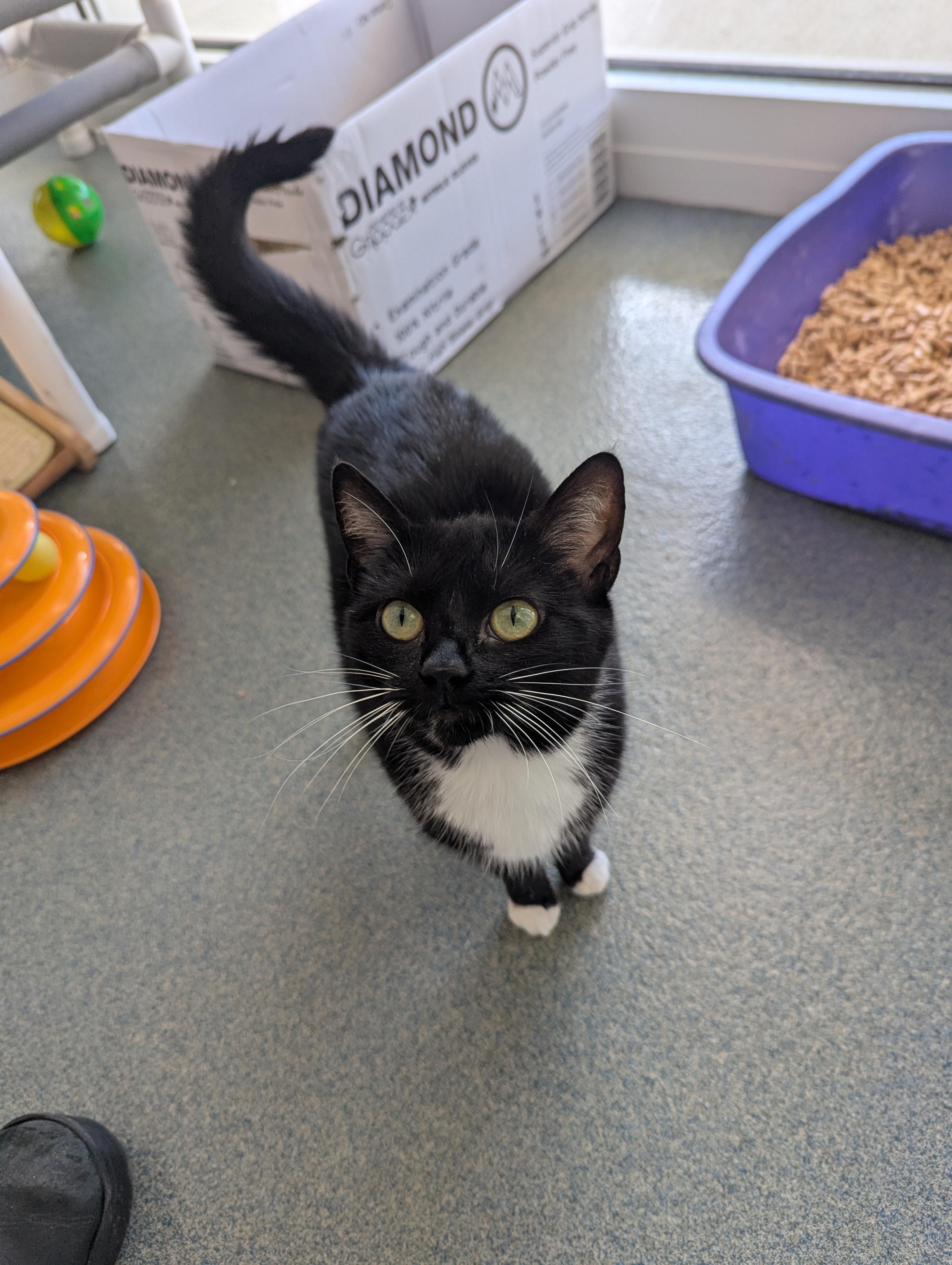 Enlarge Fig, a Adoptable Domestic Short Hair in Suffolk, VA image 2/2
