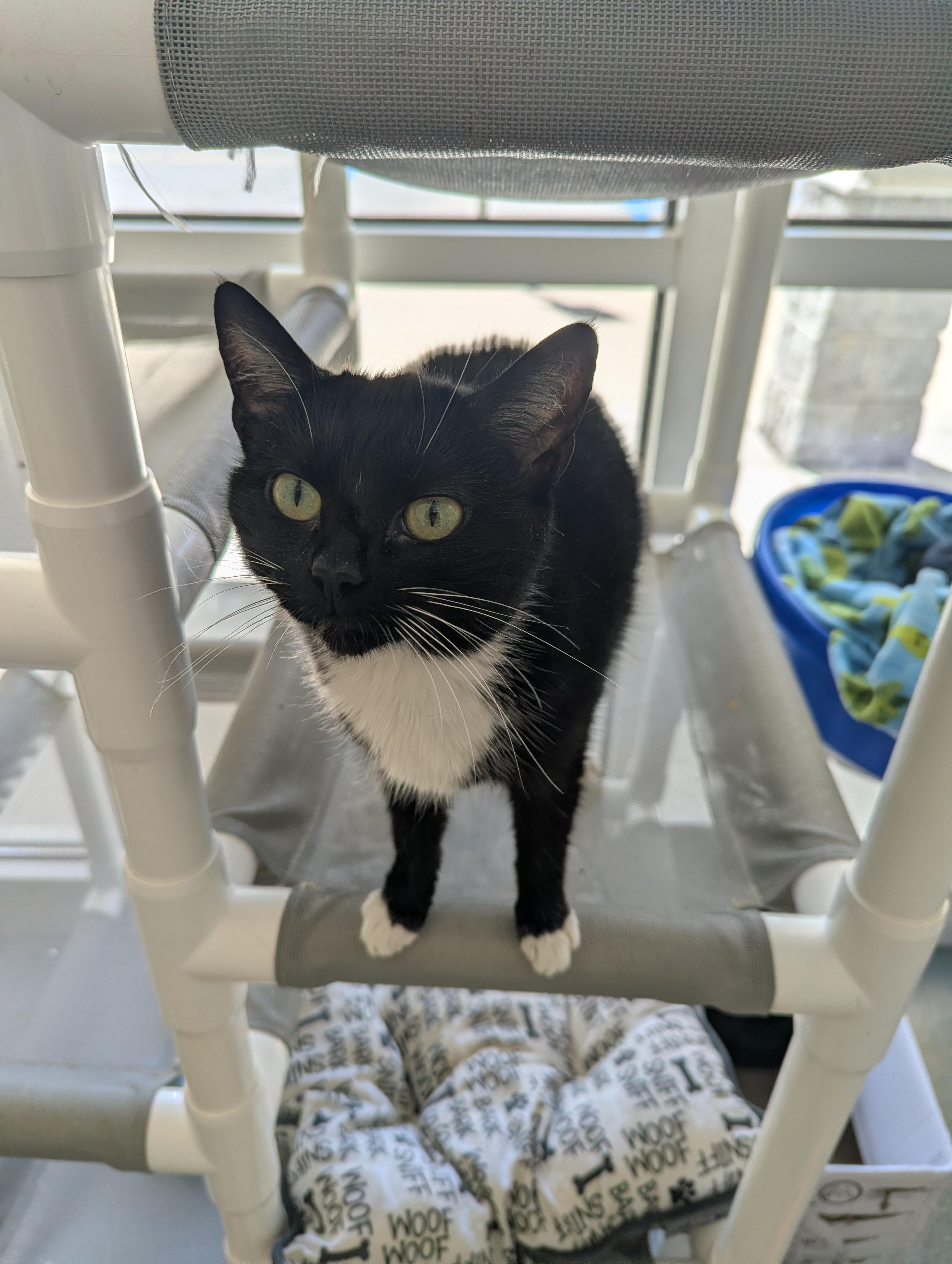 Enlarge Fig, a Adoptable Domestic Short Hair in Suffolk, VA image 1/2