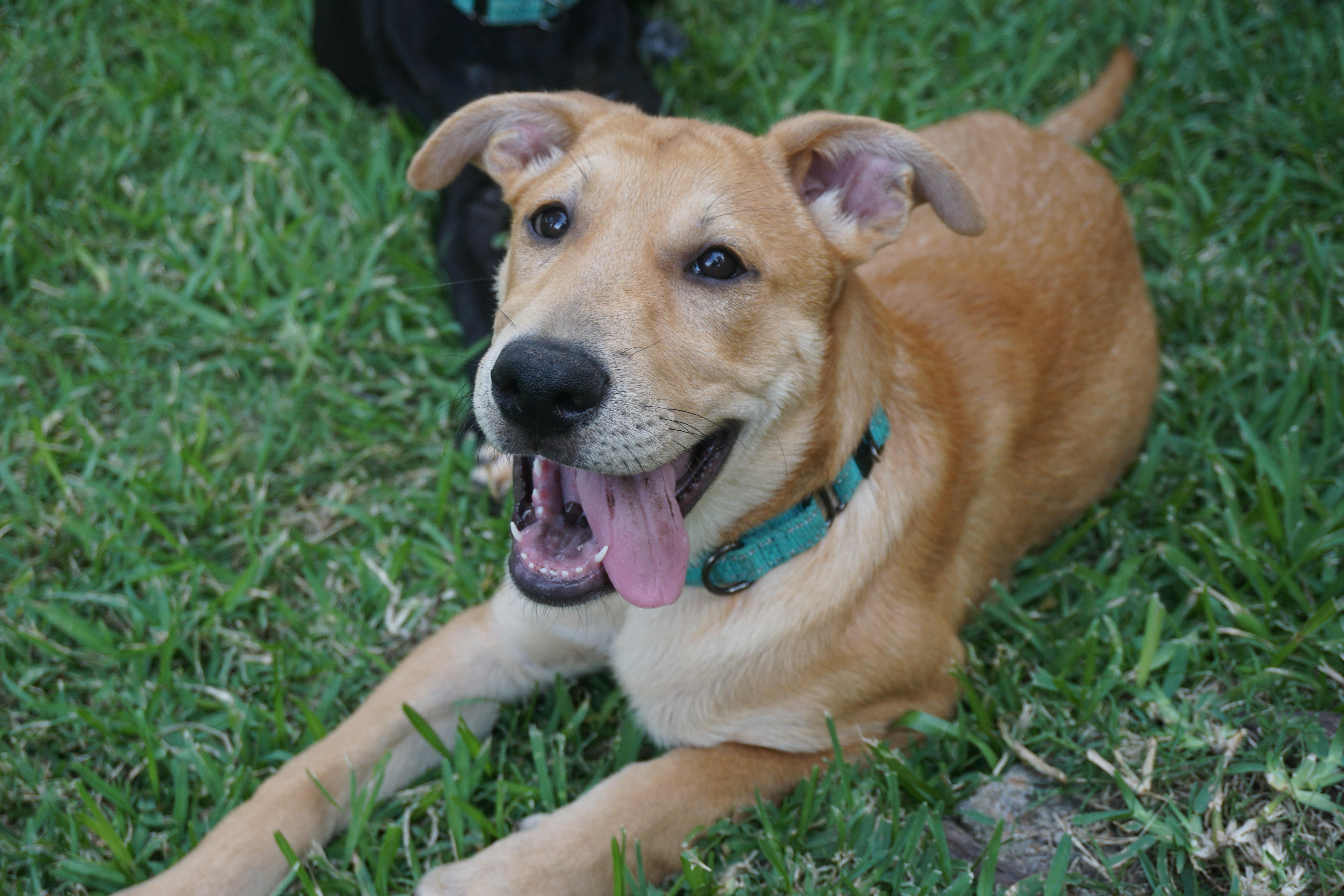 Tank, a Adoptable mixed breed in Houston, TX image 2/6