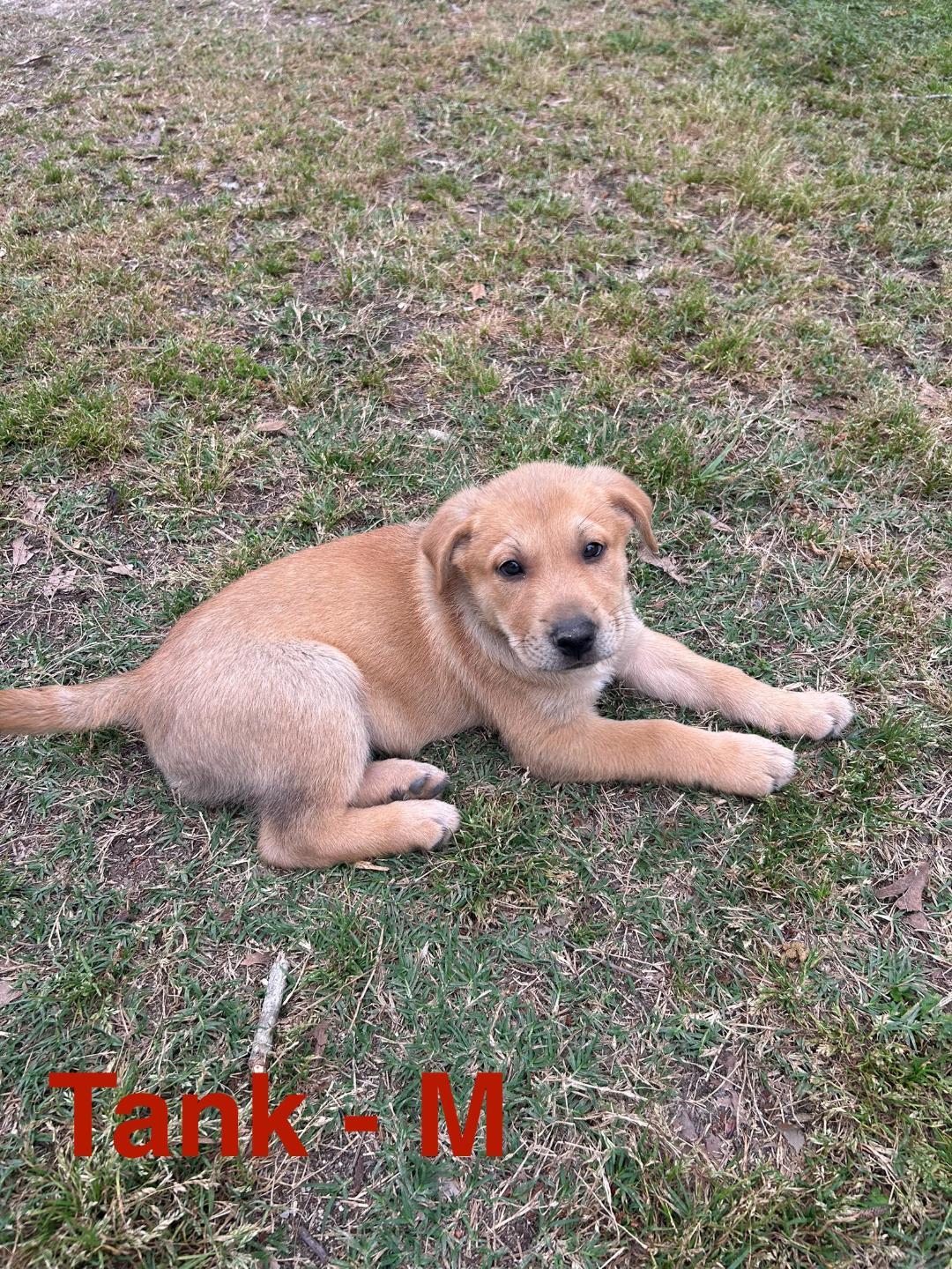 Tank, a Adoptable mixed breed in Houston, TX image 6/6
