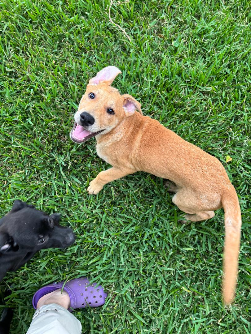 Tank, a Adoptable mixed breed in Houston, TX image 5/6