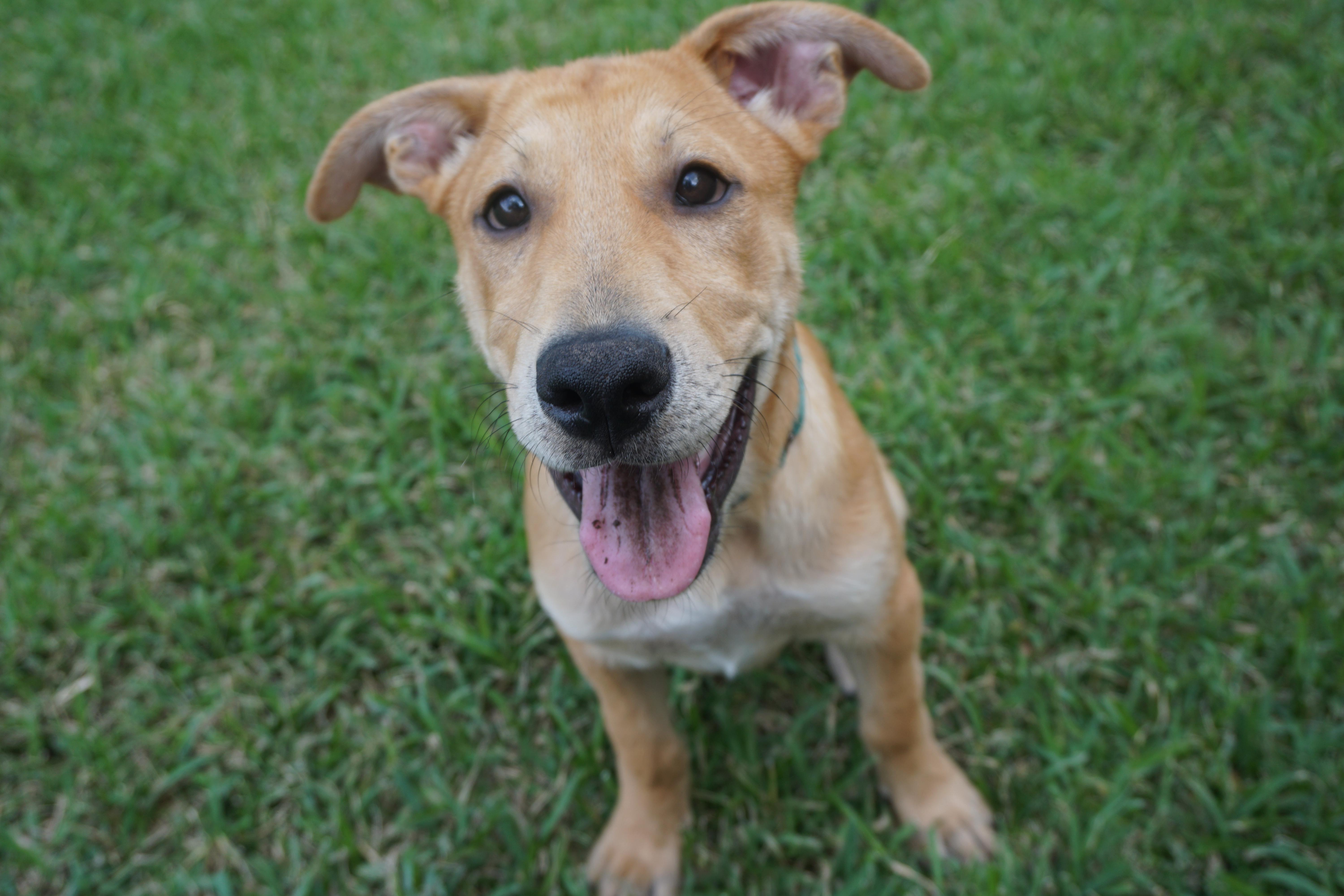 Tank, a Adoptable mixed breed in Houston, TX image 1/6